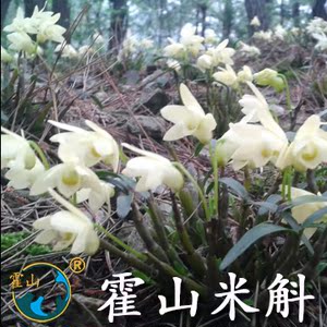 极品霍山米斛苗