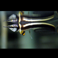 黑带鱼\/黑带龙鱼\/稀有龙鱼\/南美黑带\/热带鱼观赏