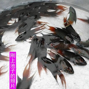 普叉价格,普叉专卖店,普叉怎么样?