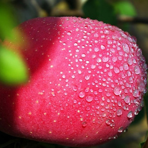 庄浪乐家电子商务有限公司_庄浪乐家土特产