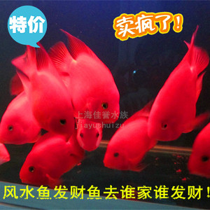 红财神鹦鹉鱼价格,红财神鹦鹉鱼专卖店,红财神