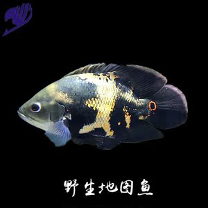野生地图鱼价格,野生地图鱼专卖店,野生地图鱼