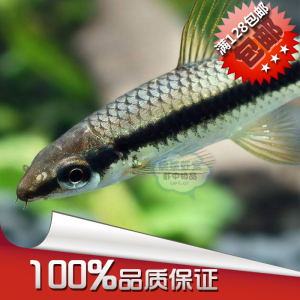 一线飞狐鱼价格,一线飞狐鱼专卖店,一线飞狐鱼