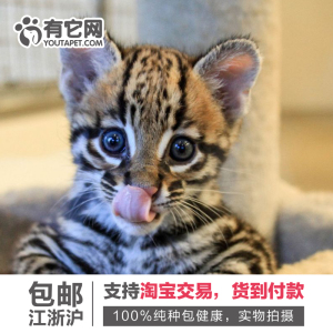 宠物猫幼崽价格,宠物猫幼崽专卖店,宠物猫幼崽