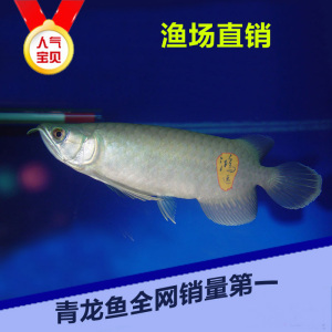 雪龙鱼鱼苗价格,雪龙鱼鱼苗专卖店,雪龙鱼鱼苗