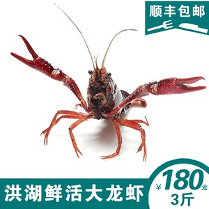 小龙虾活体价格,小龙虾活体专卖店,小龙虾活体