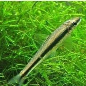 一线飞狐鱼价格,一线飞狐鱼专卖店,一线飞狐鱼