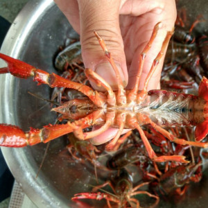 小龙虾活体价格,小龙虾活体专卖店,小龙虾活体