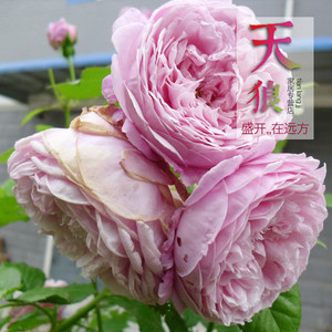 天狼家居专营店