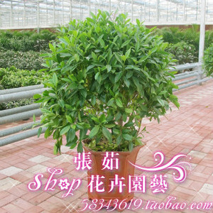 happy_julian_好环境德诚v环境特点家具的北欧系列家具图片
