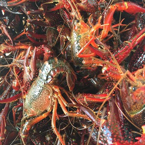 小龙虾活体价格,小龙虾活体专卖店,小龙虾活体