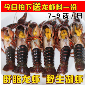 小龙虾活体价格,小龙虾活体专卖店,小龙虾活体
