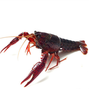 小龙虾活体价格,小龙虾活体专卖店,小龙虾活体