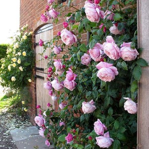 天绝杀_天狼月季