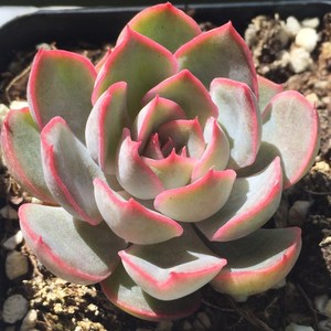 1314v520v999_粉红女郎 1号