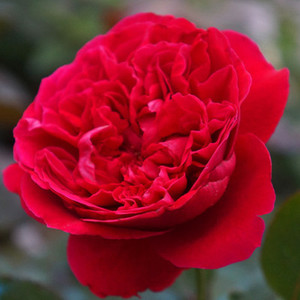 轩兰物语_轩花物语