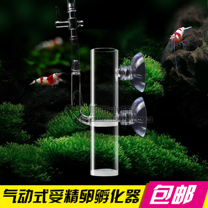 樱花虾极火虾观赏虾价格,樱花虾极火虾观赏虾