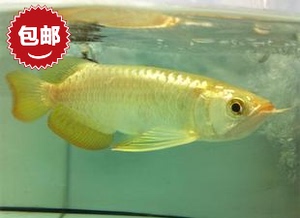 24k金头过背金龙鱼价格,24k金头过背金龙鱼专