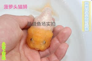 狮金鱼价格,猫狮金鱼专卖店,猫狮金鱼怎么样?