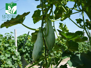 nanguagirl123_南瓜家的后花园