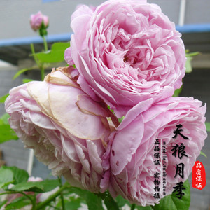 天狼家居专营店