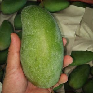 广西青芒果价格,广西青芒果专卖店,广西青芒果