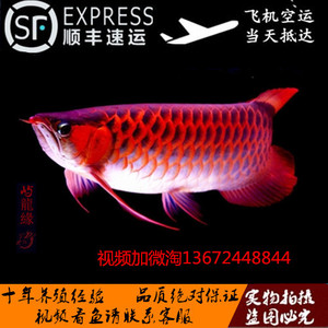 红龙鱼苗价格,红龙鱼苗专卖店,红龙鱼苗怎么样