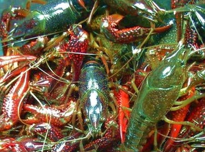 小龙虾活体价格,小龙虾活体专卖店,小龙虾活体