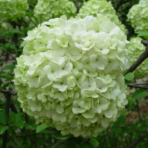 雪花白啤酒价格,雪花白啤酒专卖店,雪花白啤酒