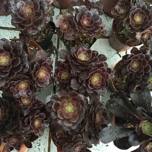 莲花掌属紫羊绒价格,莲花掌属紫羊绒专卖店,莲