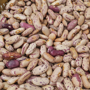 贵州花豆价格,贵州花豆专卖店,贵州花豆怎么样