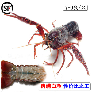 小龙虾活体价格,小龙虾活体专卖店,小龙虾活体