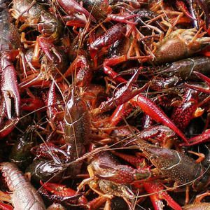 小龙虾活体价格,小龙虾活体专卖店,小龙虾活体