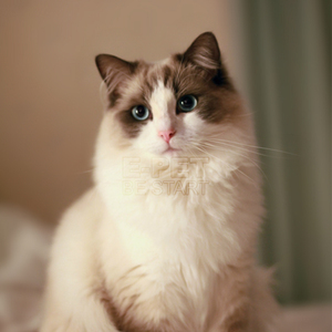 布偶猫价格,布偶猫专卖店,布偶猫怎么样?