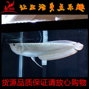 银龙鱼观赏鱼批发价格,银龙鱼观赏鱼批发专卖