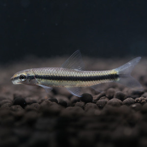 一线飞狐鱼价格,一线飞狐鱼专卖店,一线飞狐鱼