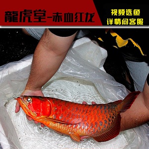 红龙鱼鱼苗价格,红龙鱼鱼苗专卖店,红龙鱼鱼苗