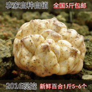 宜兴药百合价格,宜兴药百合专卖店,宜兴药百合