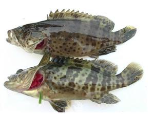 鲜活龙胆青斑老虎斑海鱼 鲜活水产 600-700克