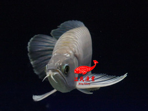 深海的夜07_马来西亚龙鱼繁殖场